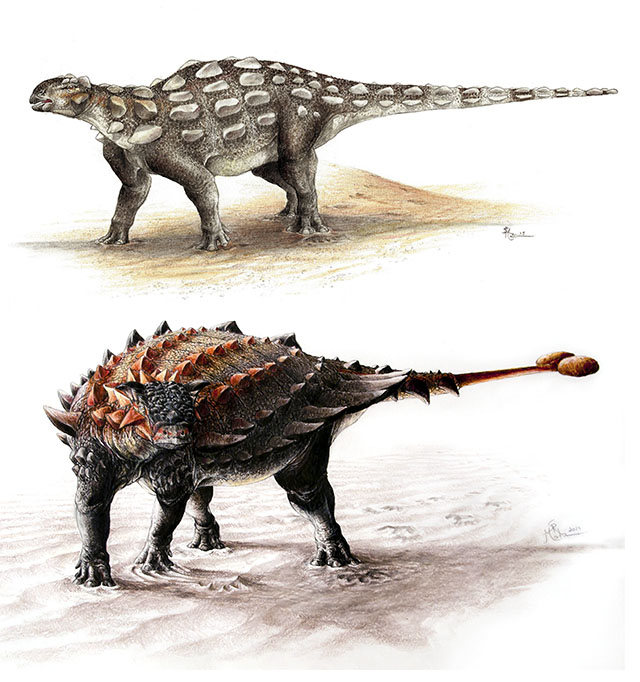Life illustration of Gobisaurus, an ankylosaur with the stiff tail but no knob of bone at the end, compared with Ziapelta, an ankylosaur with a fully developed tail club. Illustration by Sydney Mohr.