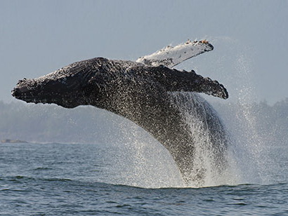 Humpback Whale