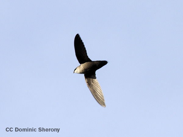 Chimney Swifts by Dominic Sherony. Creative Commons Licensed.
