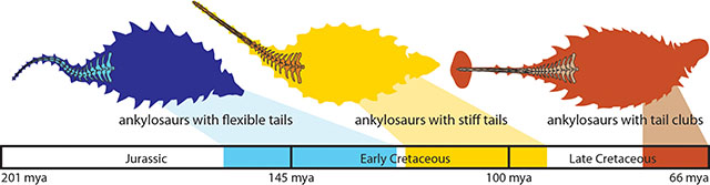 A timeline showing the steps in the evolution of ankylosaur tail clubs by Victoria Arbour
