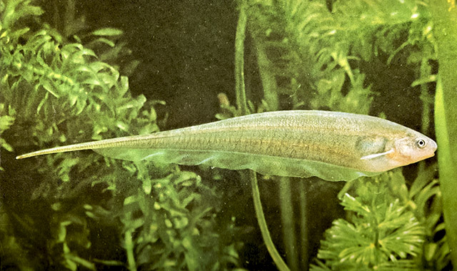 Glass Knifefish. Photo by Luis Ruiz Berti, CC BY-SA 3.0.