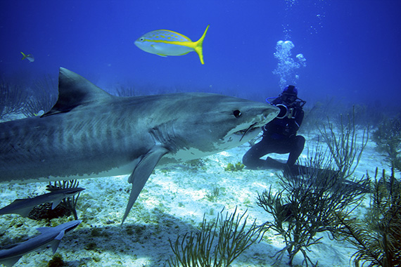 Shark Girl still: Madison Stewart filming tiger shark