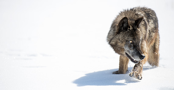 Wild Yellowstone: Frozen Frontier - still of a wolf in the snow