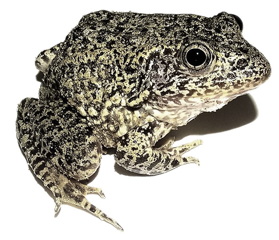 Carolina Gopher Frog. Photo by Jeff Beane.
