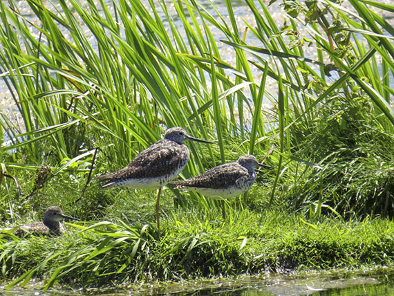 Yellowlegs. Photo by Emma Little.