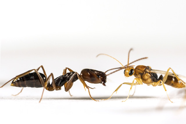 A worker (left) and male of the trapjaw ant species Odontomachus ruginodis. Photo credit: Adrian Smith. 