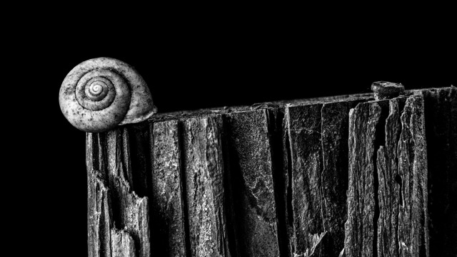 "Snail on a post" by Timothy Faulkner, Kinston.