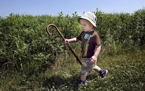 Cameron Brown, 2, struts with self assurance and his father's cane on a trail at North Carolina Museum of Natural Sciences’ Prairie Ridge Ecostation on the 2015 Volksmarch.