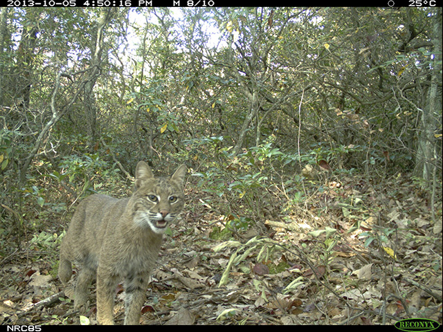 Bobcats, such as the one in this camera trap image, avoided people in areas where hunting was allowed, as did bears. However, coyotes frequented hunting sites, and some predators sought out hiking trails.