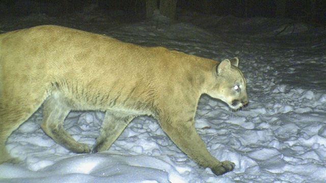 A Wisconsin camera trap photographed the male cougar on his record-setting trek from South Dakota to Connecticut. Faint spots in the animal’s coat can still be seen, revealing the young age of this otherwise large male. (Photo credit: Lue Vang)