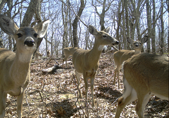 White-tailed deer, shown in a camera trap image from the study, did not avoid hiking trails. Deer were detected less often at sites where hunting was allowed.
