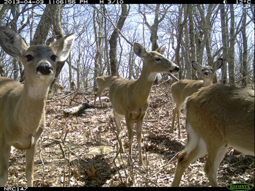 Hiking, Hunting Have Minor Effects on Mammals in Protected Eastern Forests
