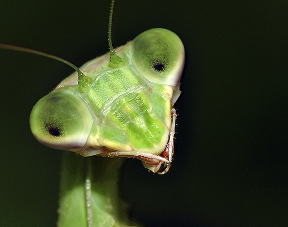 Praying Mantis close-up. Photo by Stan Lewis.