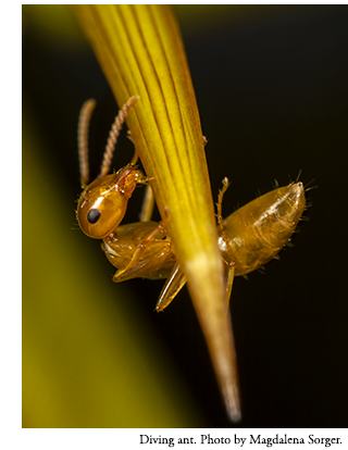Diving ant. Photo by Magdalena Sorger.