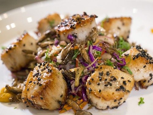 Media Advisory: BugFest Critter Cook-off Friday, Sept. 16, 11am