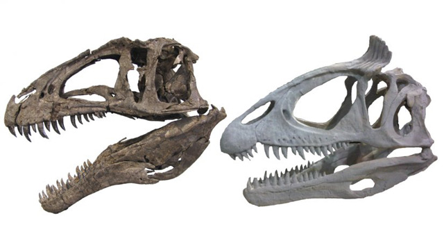 Theropod dinosaur skulls showing unornamented (Acrocanthosaurus NCMS 14345, left) and ornamented (Cryolophosaurus FMNH PR 1821, right) styles. (Cryolophosaurus photo courtesy of Dr. Peter Makovicky, Acrocanthosaurus photo by Christophe Hendrickx).