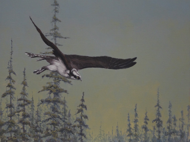 Osprey Flying by Lori White