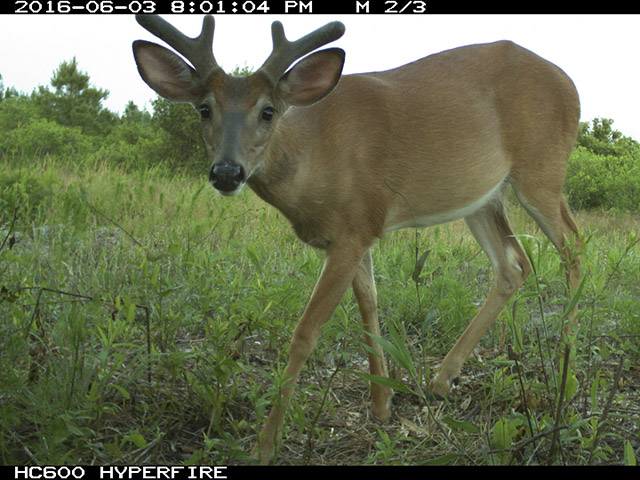 Camera trap photo of a young White-tailed Deer
