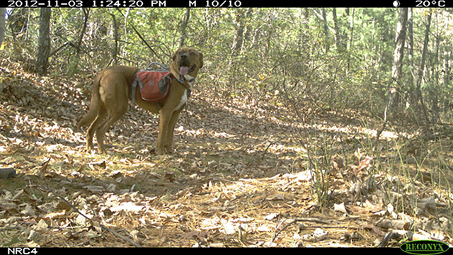 Camera trap photo of a dog on a trail.