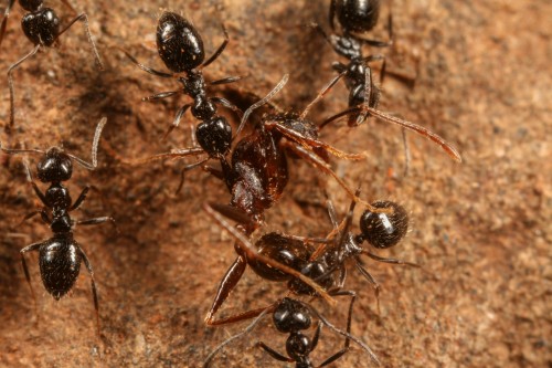 Lepisiota dispatching Pheidole ant