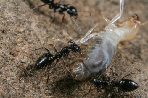 Lepisiota killing termite. Photo: D. Magdalena Sorger. 