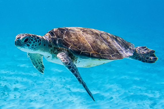 Green Sea Turtle (Chelonia mydas) swimming in Caribbean sea