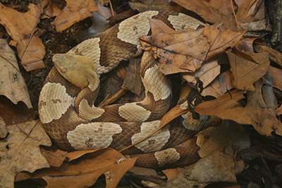 Snakes of North Carolina