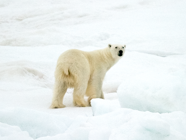 Arctic Expedition