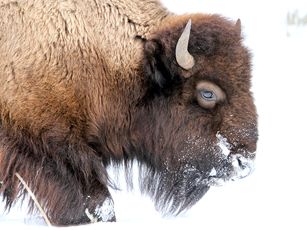 Yellowstone in Winter