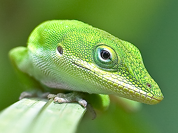 Amphibians & Reptiles