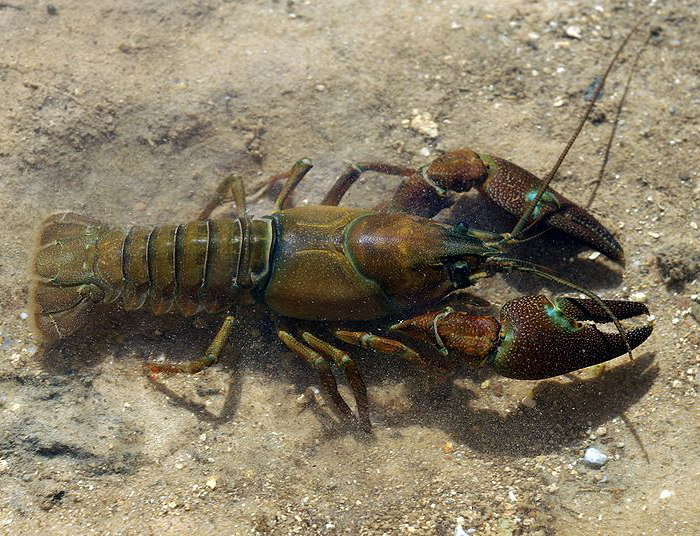 Crustaceans