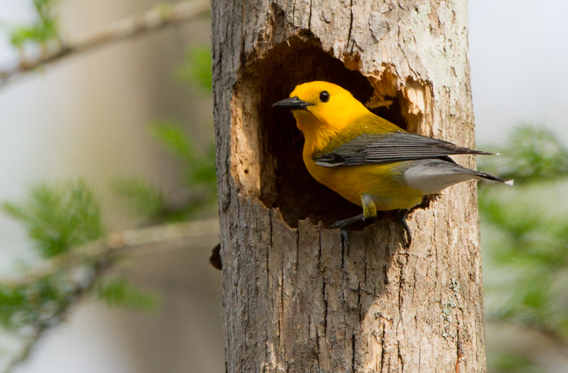 Prothonotary warbler