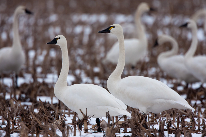 Tundra swans