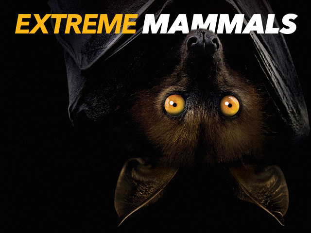 Extreme Mammals