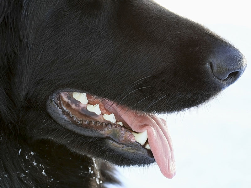 Nose & mouth of black German Shepherd dog