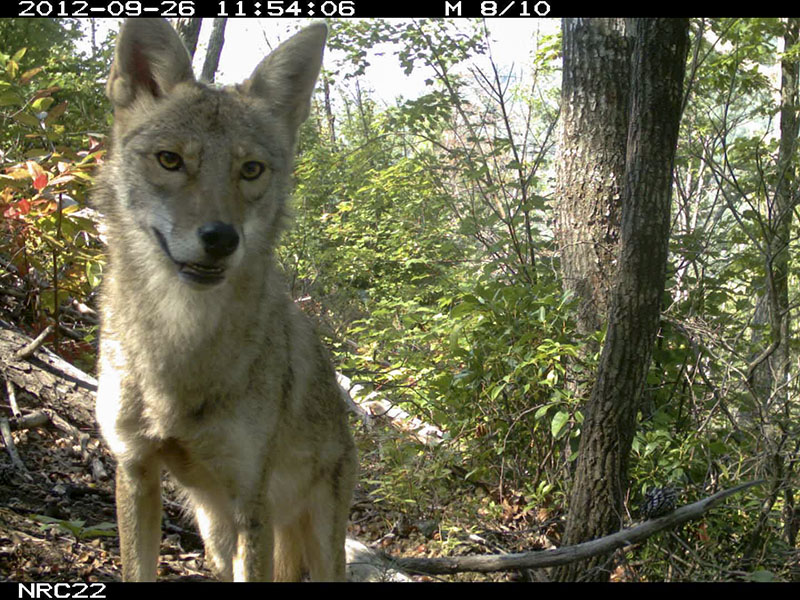 Eastern coyote caught on a camera trap photo.