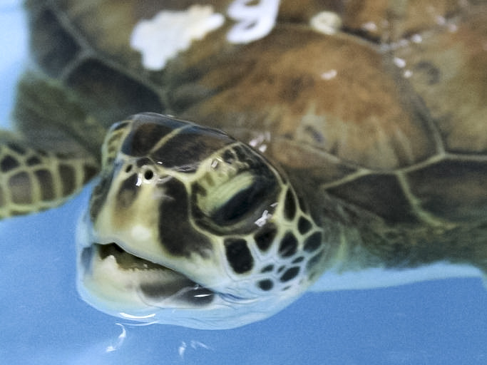 This juvenile green sea turtle passed his swim test less than 24 hours after arriving at the Museum. Photo: Savannah Crockett