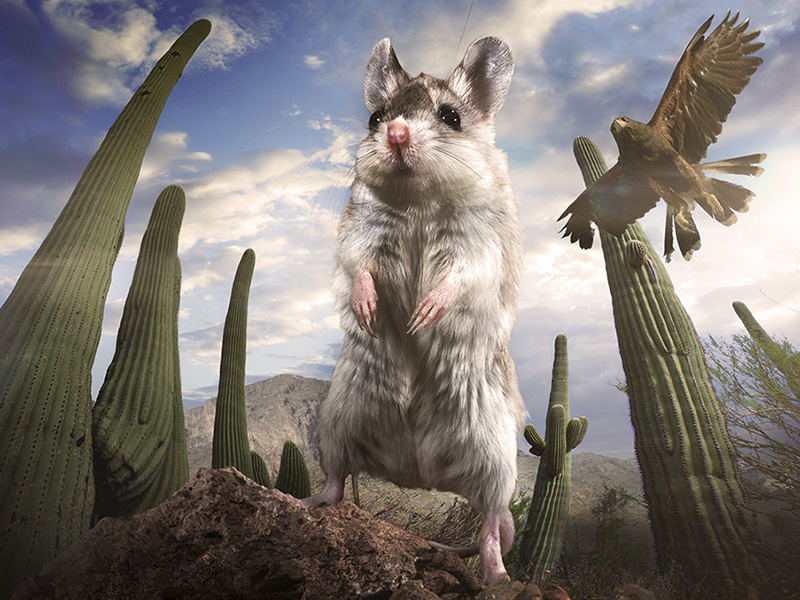 Tiny Giants 3D: Scorpion mouse and Harris Hawk, Arizona