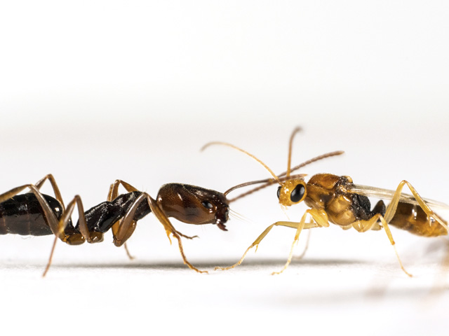 A worker (left) and male of the trapjaw ant species Odontomachus ruginodis. Photo credit: Adrian Smith.