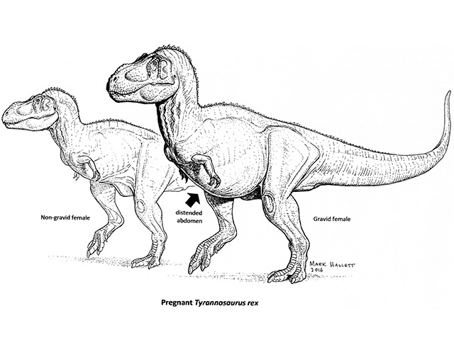 Gravid vs non-gravid Tyrannosaurus rex by Mark Hallett