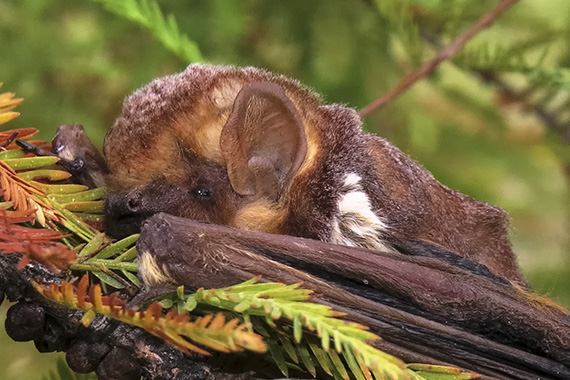 Bat - Lasiurus seminolus