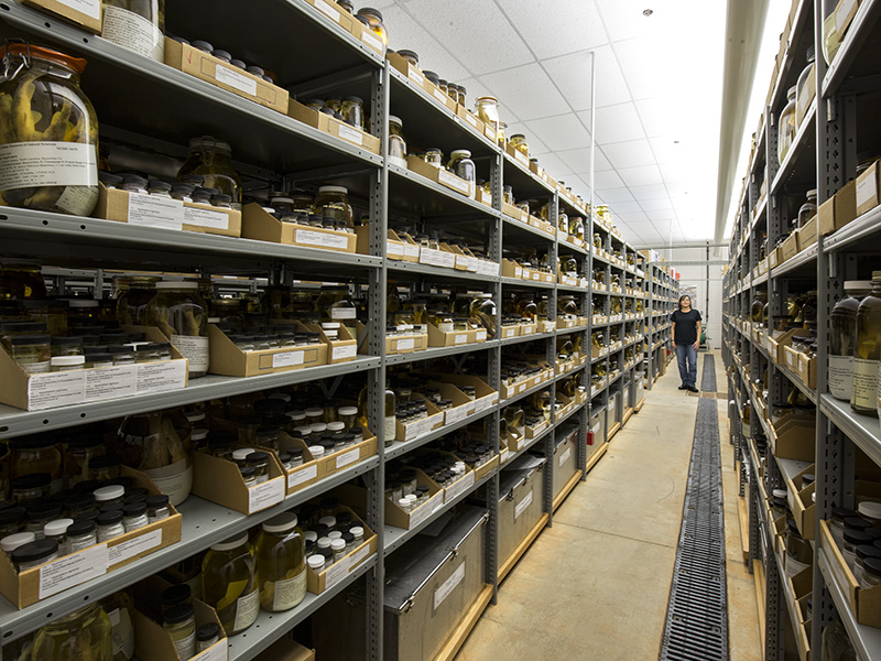 Ichthyology Collections Manager Gabriela Hogue stands at the far end of one row in the collections area.