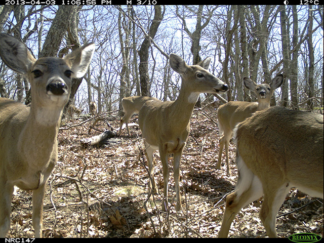White-tailed deer, shown in a camera trap image from the study, did not avoid hiking trails. Deer were detected less often at sites where hunting was allowed.