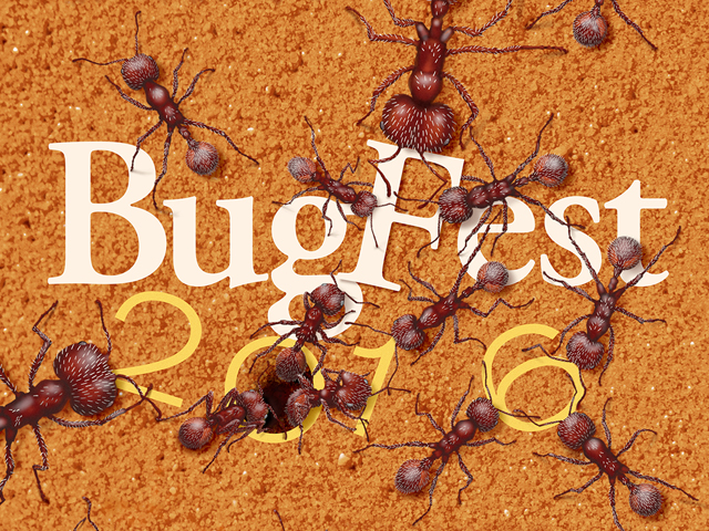 BugFest 2016 - Ants!