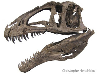 Acrocanthosaurus head. Photo: Christophe Hendrickx