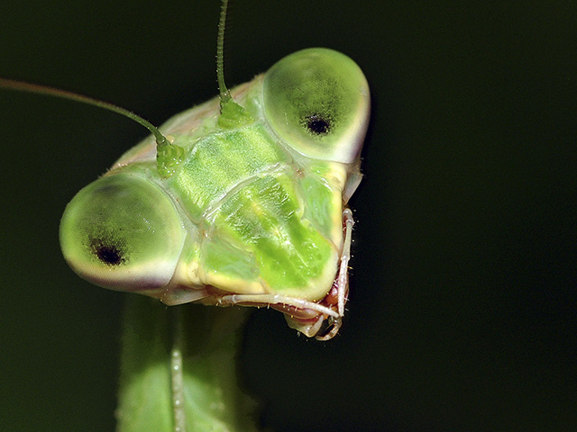 Praying Mantis close-up. Photo by Stan Lewis.