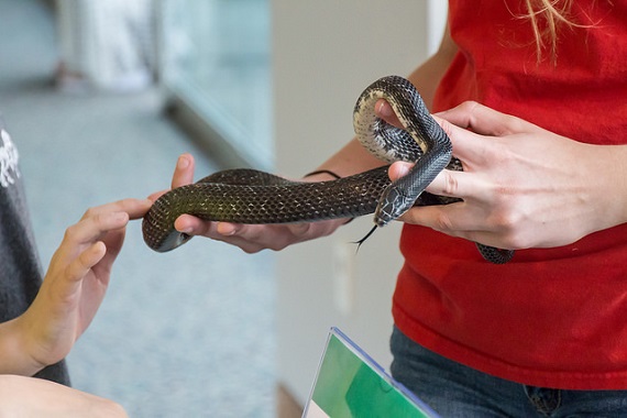 Museum guests touching a black ratsnake at Reptile and Amphibian Day