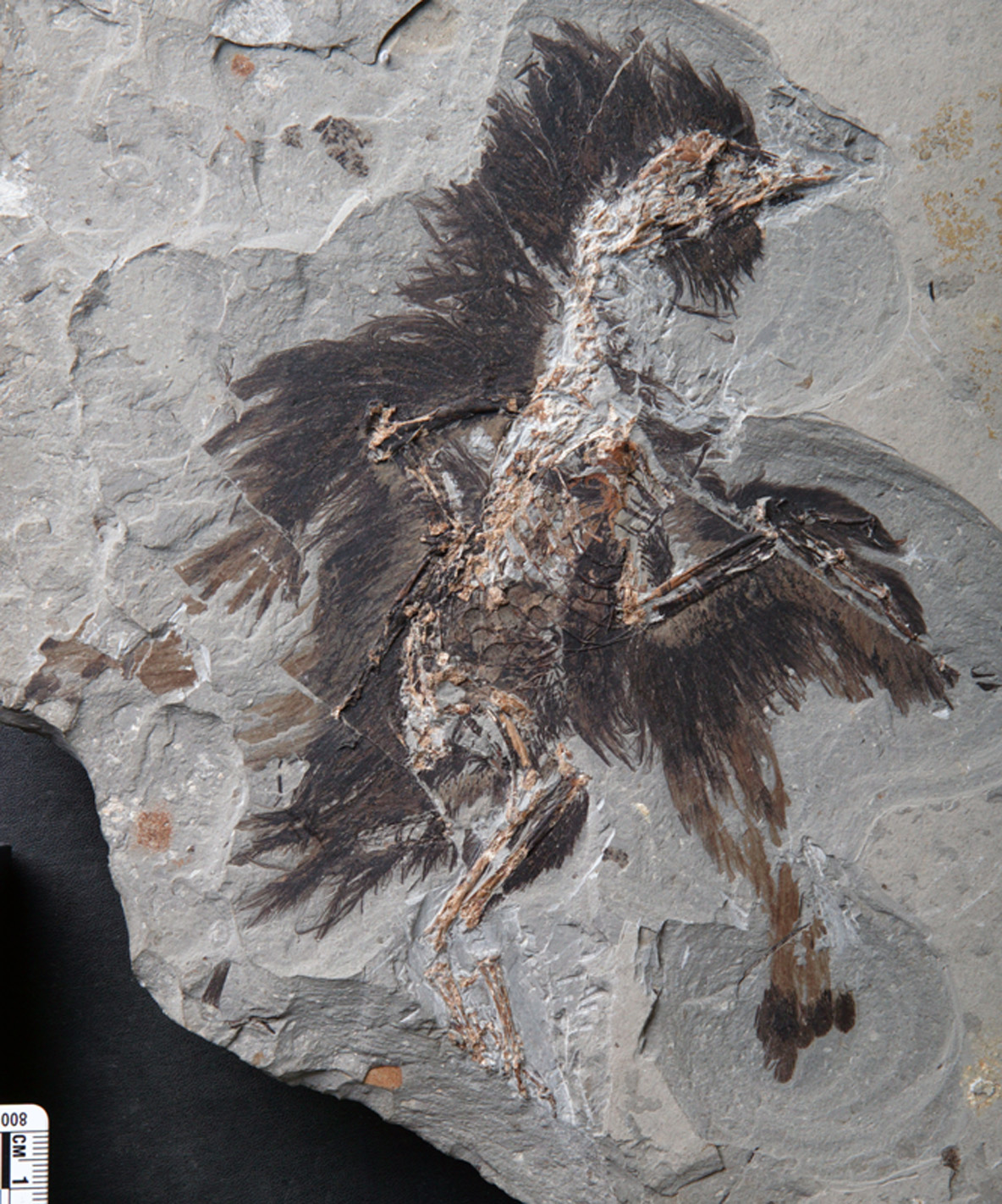 Keratin and Melanosomes Preserved in 130-Million-Year-Old Bird Fossil |  Programs and Events Calendar