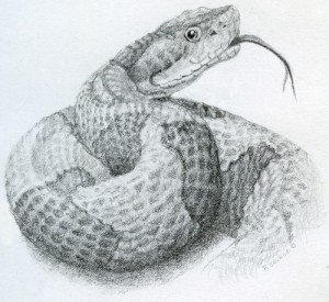 Drawing Snakes Programs and Events Calendar