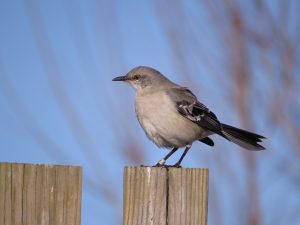 Mimus polyglottos, the Northern Mockingbird.